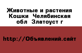 Животные и растения Кошки. Челябинская обл.,Златоуст г.